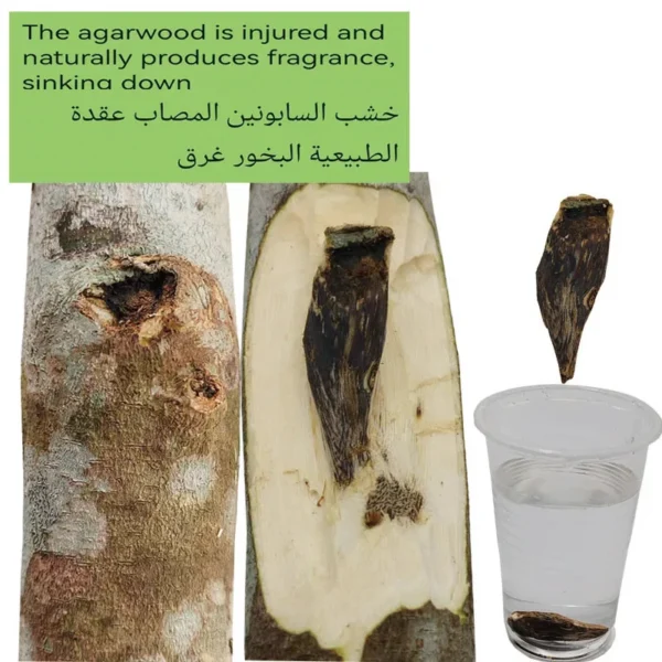 Cambodia Natural Bakhoor Oud Incense